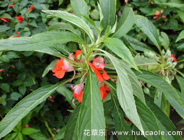 橙子美容——国产乱婬av麻豆国产高清，时光里的光学传奇，捕捉微观世界的不朽魅力