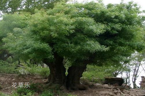 食用薄荷国产乱婬av麻豆国产高清，揭秘这味清凉美食的奇妙世界